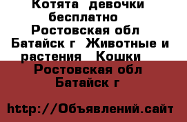 Котята (девочки) бесплатно. - Ростовская обл., Батайск г. Животные и растения » Кошки   . Ростовская обл.,Батайск г.